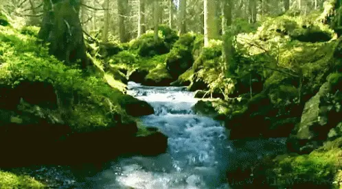 gif of nature